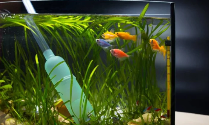 How to Move a Fish Tank | Step-by-Step Guide for Beginners