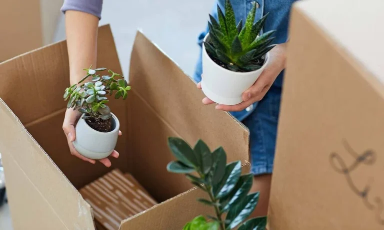 How to Transport Plants When Moving Long Distance Safely