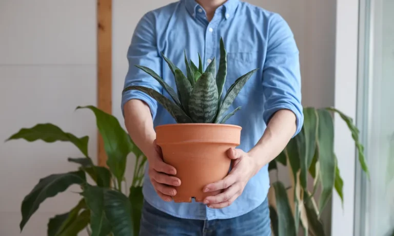 How to Move with Plants Without Stress or Damage