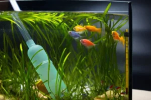 How to Move a Fish Tank | Step-by-Step Guide for Beginners